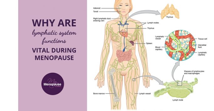 Why Are Lymphatic System Functions Vital during Menopause?